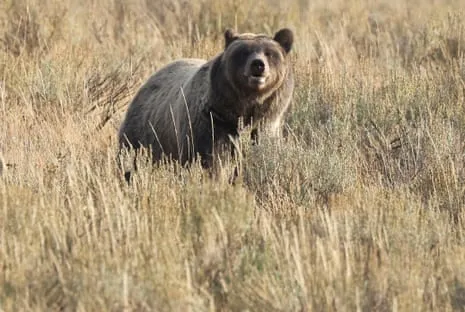 Trail Walker Attacked by Bear in Wilderness Area Transported to Hospital